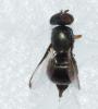 Acrosticta sp.